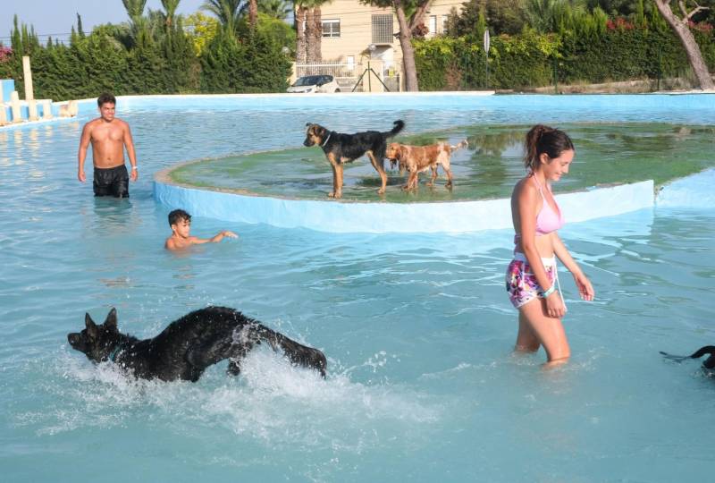 Een duik met je beste vriend: maak kennis met het waterpark voor honden dat triomfeert in La Marina 