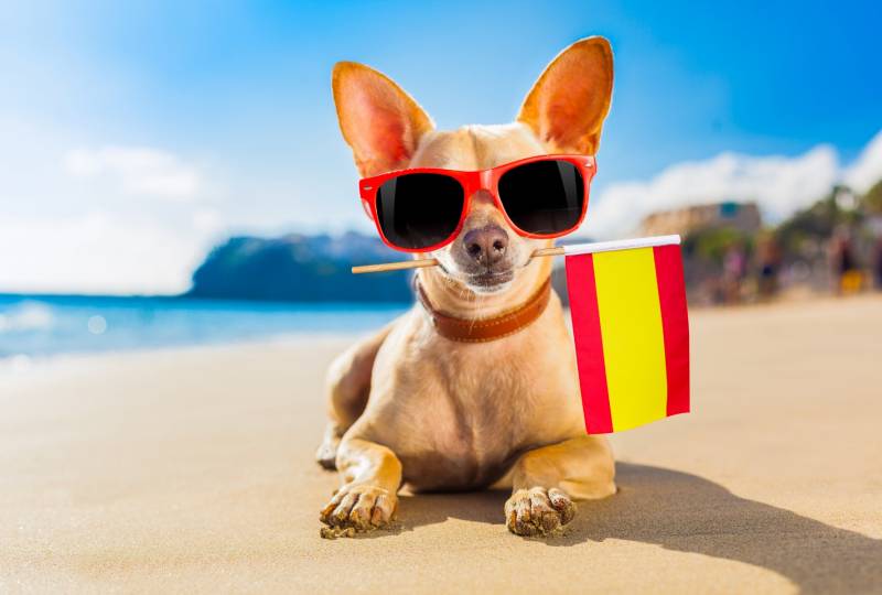 En vacances avec votre chien